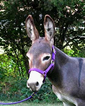 Critter Haven Farm Miniature Donkeys